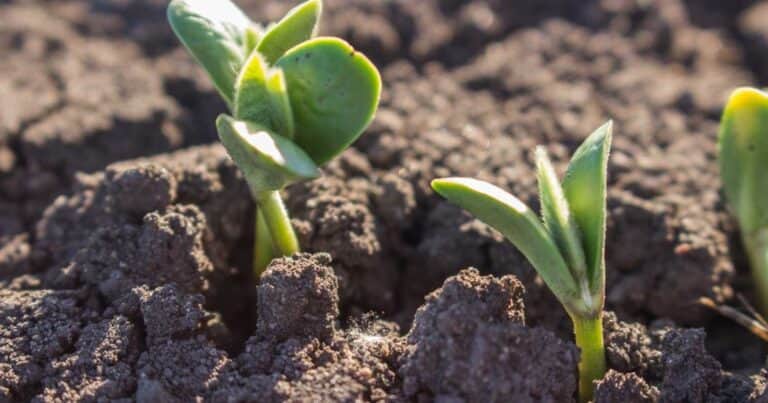 La nueva agenda y el nuevo mercado de la agroindustria que brilló en Expoagro