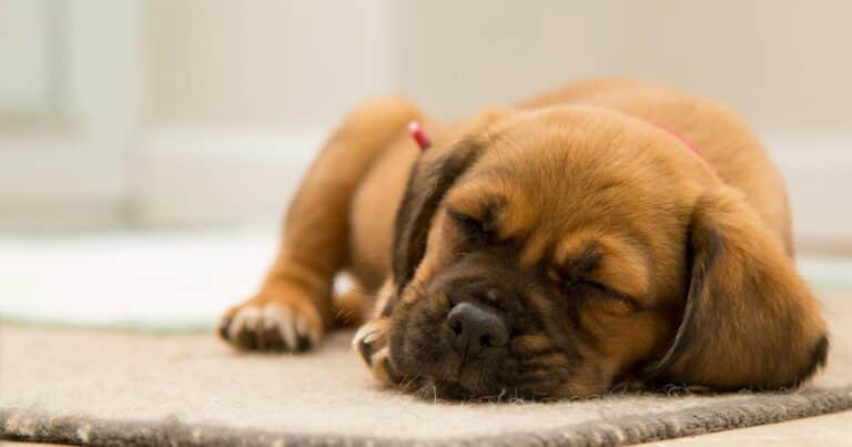 El lugar ideal para que duerman los perros y garantizar su descanso