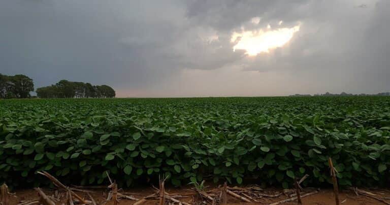 Las lluvias de febrero frenaron la caída en las proyecciones de cosecha