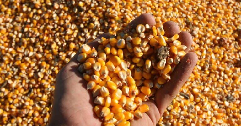 Argentina gana terreno en el mercado global de maíz