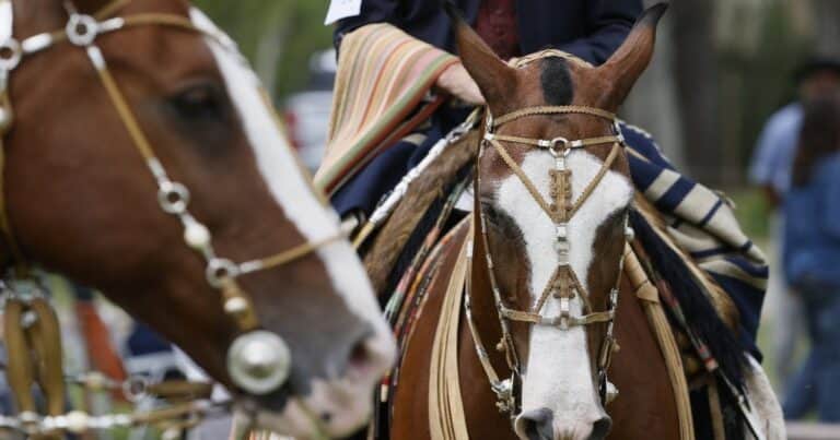La tradición gaucha sigue viva en los jóvenes de a caballo