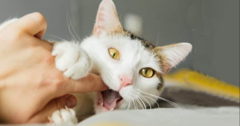 A qué le tienen miedo los gatos