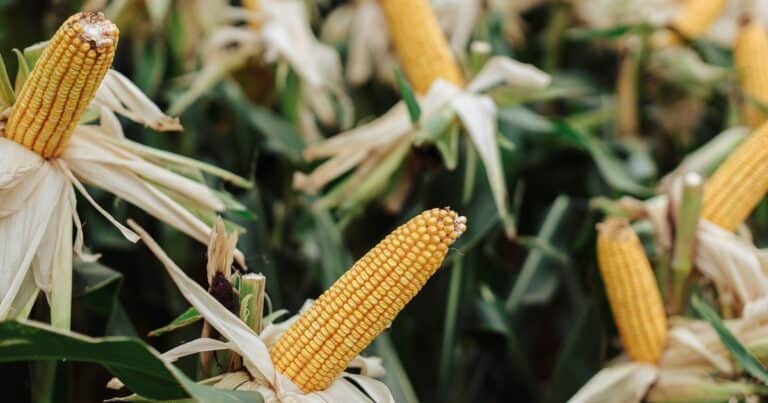 NK lanzó en Expoagro 2025 un nuevo maíz y llevó más genética junto a sus servicios para respaldar al productor