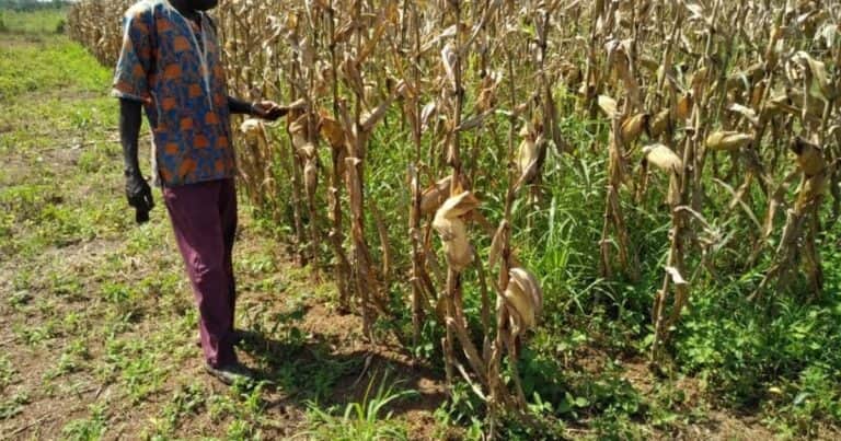 Alianza estratégica entre Embrapa y el IICA con la agricultura africana
