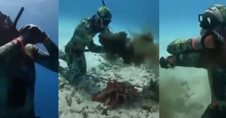Video viral aterrador: un pulpo atacó a un buzo, lo envolvió con sus tentáculos y casi lo mata