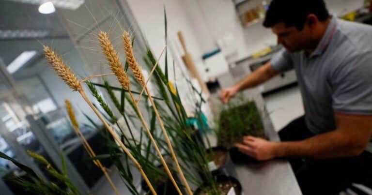 Bioceres y Don Mario buscan el liderazgo global en semillas