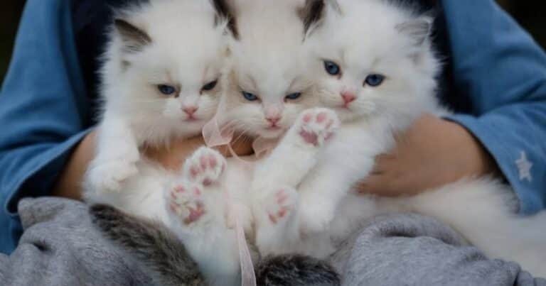 ¿Por qué los gatos eligen a su humano favorito?