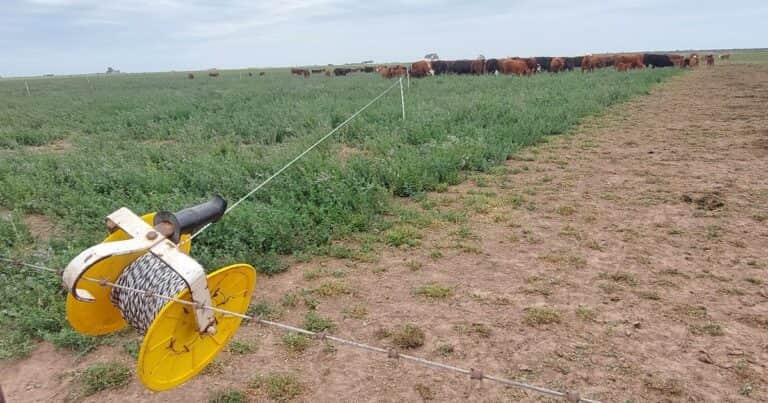 Los cuatro secretos para que un alambrado eléctrico funcione bien
