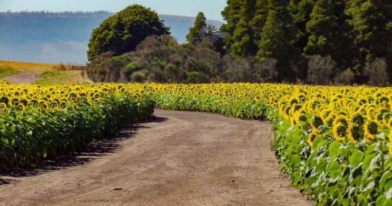 Dos empresas impulsan la agricultura regenerativa y dan un plus a los productores de girasol