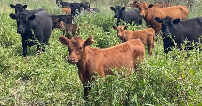 La revolución que anticipó Sarmiento: el Delta puede ser una usina de terneros y novillitos