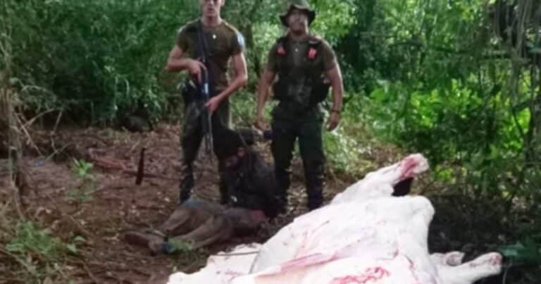 Ataron un toro de 700 kilos a un árbol, lo faenaron y huyeron a los tiros por el Río Paraná