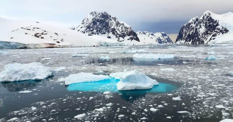 «Pez dragón»: descubren una especie ancestral que sobrevivió en glaciares y apareció en la Antártida