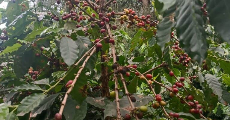 Con aroma a yunga: ¿puede convertirse Tucumán en estrella cafetalera?