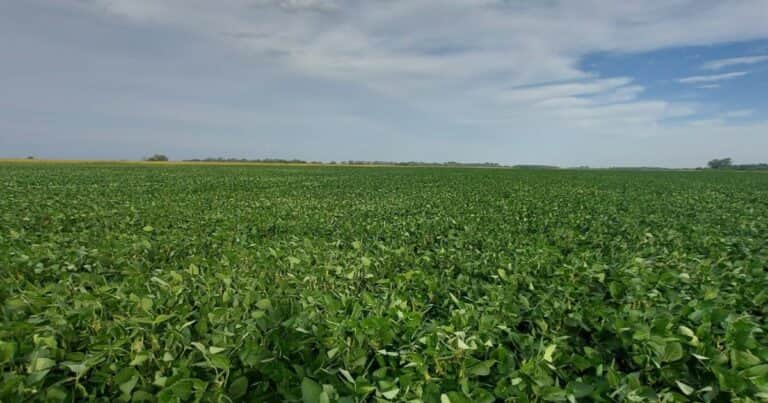 El Grupo GR empieza a realizar certificaciones orgánicas y ya impulsa la comercialización de soja no transgénica