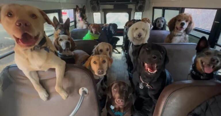 Una paseadora de perros la rompe en Tiktok con su particular autobús donde traslada a los canes
