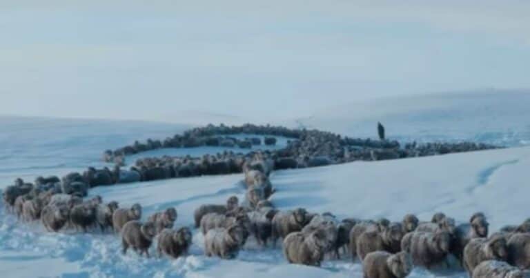 «Es insostenible»: un dirigente rural pidió modificar el esquema del IVA para una de las principales actividades de la Patagonia