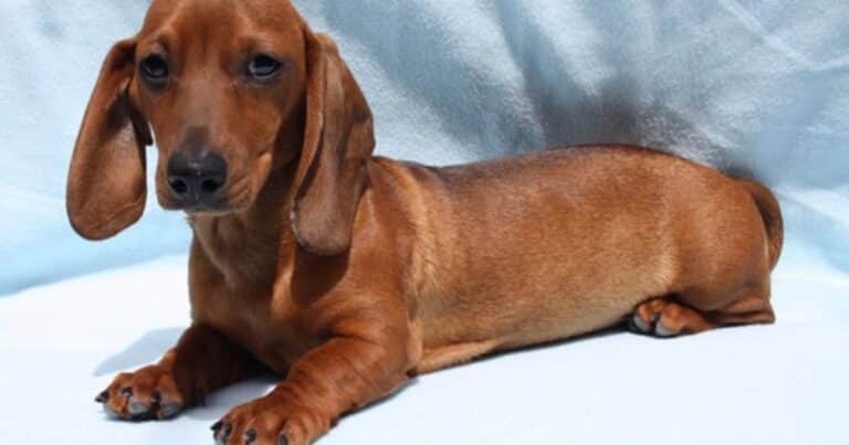 Un perro salchicha mató a un bebé recién nacido adentro de su cuna: «Se puso celoso»