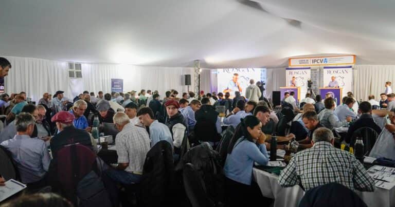 Los remates de hacienda son sensación en Expoagro e ilustran el veranito ganadero