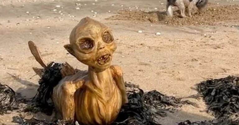 Espeluznante criatura con forma de sirena invadió la costa de Reino Unido