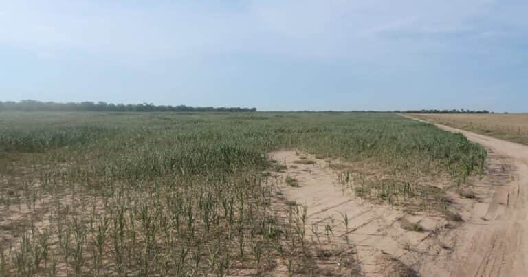 Se transformó en una de las principales regiones agrícolas de Argentina y ahora la sequía está haciendo estragos en los cultivos