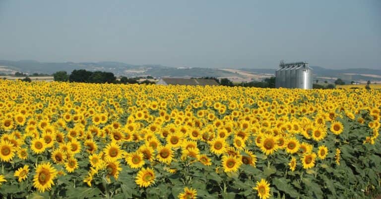 Un nuevo híbrido de girasol conquista a los productores argentinos