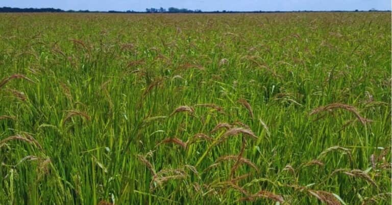 Qué hacer frente a la resistencia del «capín arroz» a los graminicidas