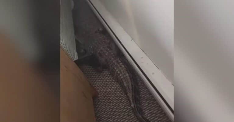 Trabajaba en un motel y encontró a un caimán debajo de la cama de una habitación