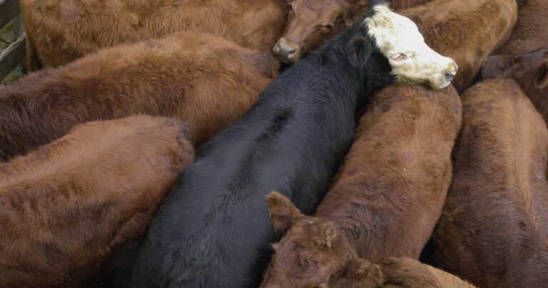 Exportaciones de ganado en pie a nivel mundial: un mercado de 5 millones de animales por un valor de US$ 5.000 millones