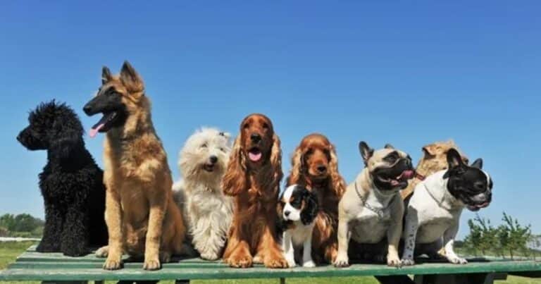 Una raza de perro entra en peligro de extinción: quedan menos de 1.000 cachorros en el mundo