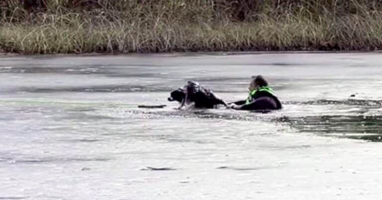 Un policía salvó a un perro de morir ahogado en un lago congelado: el video del milagroso rescate
