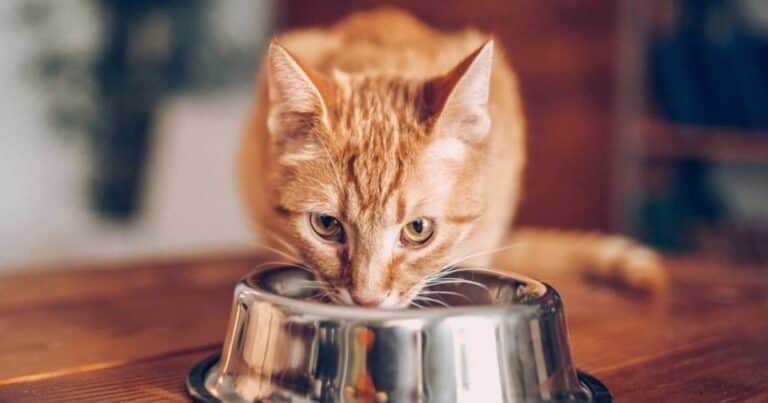Su gato murió de gripe aviar y demandó a la compañía de alimentos para mascotas: cuánto pidió y qué pasó