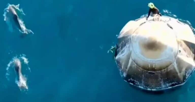 Delfines rodearon la cápsula de SpaceX Dragon tras el amerizaje de los astronautas de la NASA