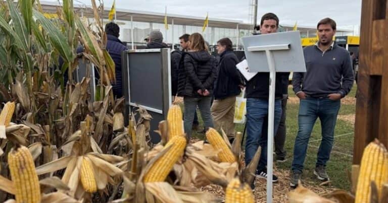 Expoagro 2025: un semillero hace una fuerte apuesta al maíz