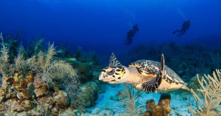 Los mejores lugares para hacer buceo en México