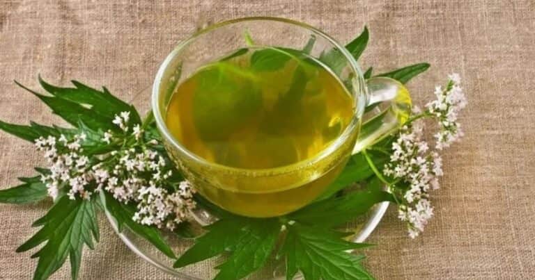 Cuál es el mejor té para bajar la presión arterial y el estrés
