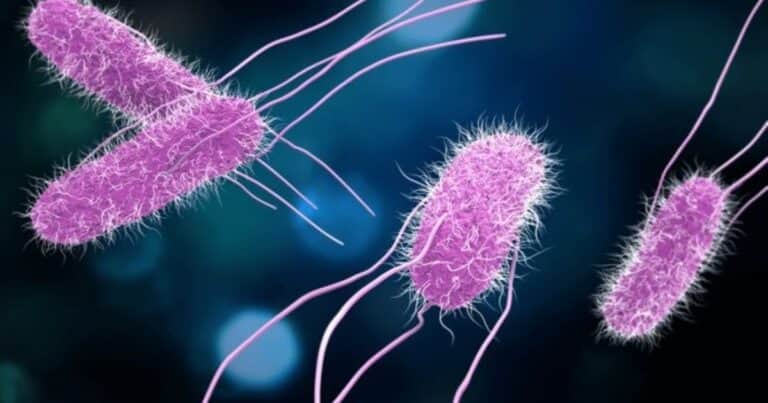 Advierten que un antiguo asesino se está volviendo rápidamente resistente a los antibióticos