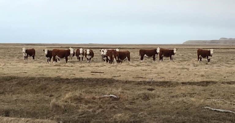 Productores de la Patagonia rechazaron «cualquier modificación» en las condiciones de la barrera sanitaria