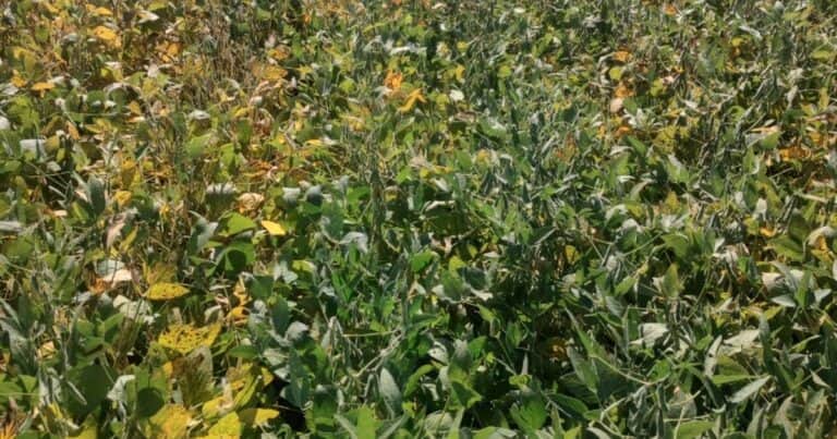Sembró soja por primera vez en una zona extrema, superó los obstáculos y redobla la apuesta