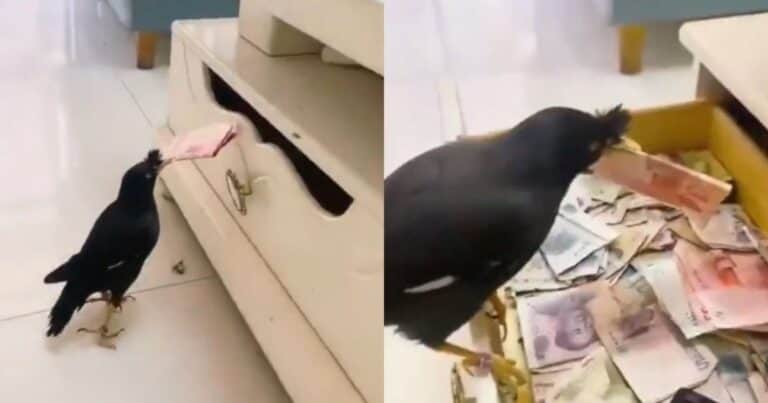 Entrenó a su pájaro para que llevara a su casa billetes de la calle: esto se sabe del viral del momento