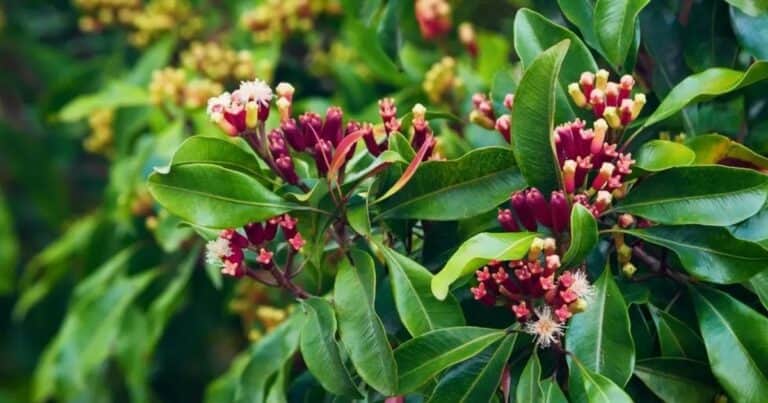Cómo plantar clavo de olor en maceta y llenar tu casa de aroma