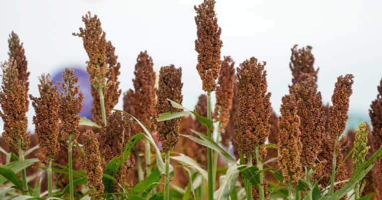 Qué oportunidades se abren para el trigo, la cebada y el sorgo en plena guerra comercial
