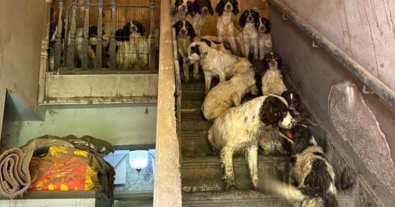 Horror y maltrato animal: rescataron a 80 perros que vivían en condiciones deplorables