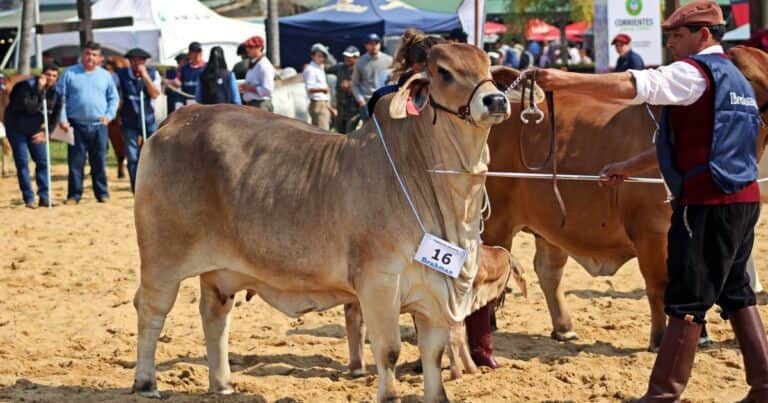 Se viene una nueva edición de «las Nacionales», con más de 1.200 animales en pista