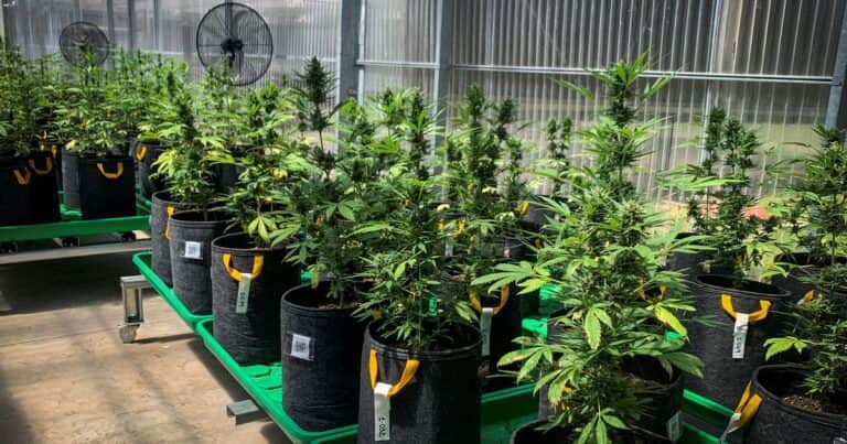 Cannabis medicinal: tras advertir un “uso indebido y abusivo”, el Gobierno estableció un nuevo marco normativo