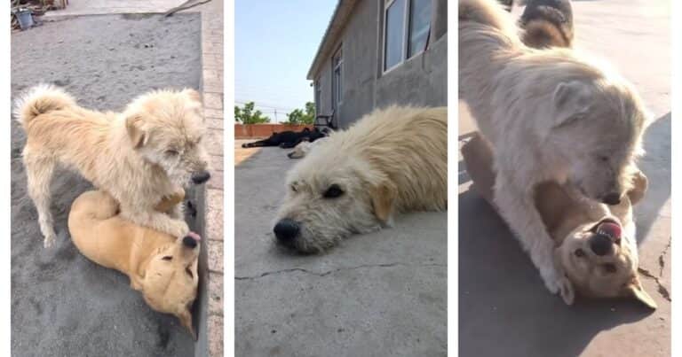King Charles: todo lo que no sabías del «perro con aura» viral del momento que casi pierde su reinado