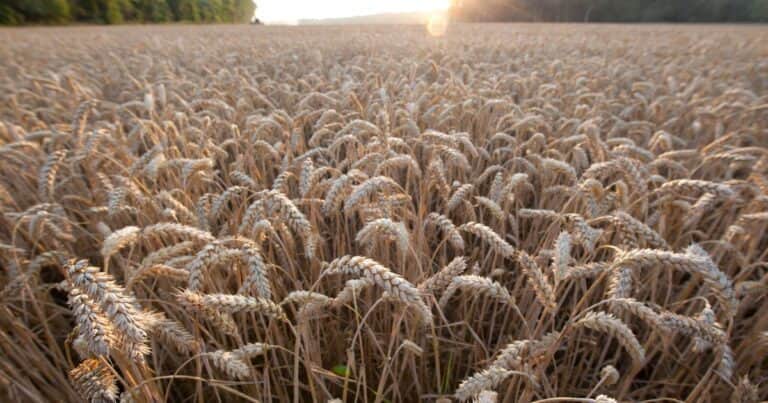 Dos herramientas para producir más trigo sin malezas ni enfermedades