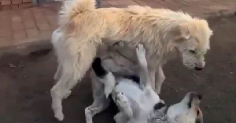 El perro «con aura» que es un fenómeno viral por sus videos frenando peleas caninas