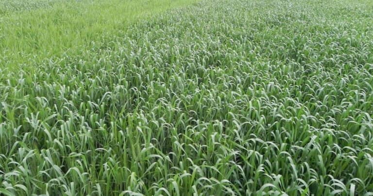 El abecé para realizar una nutrición eficiente del trigo