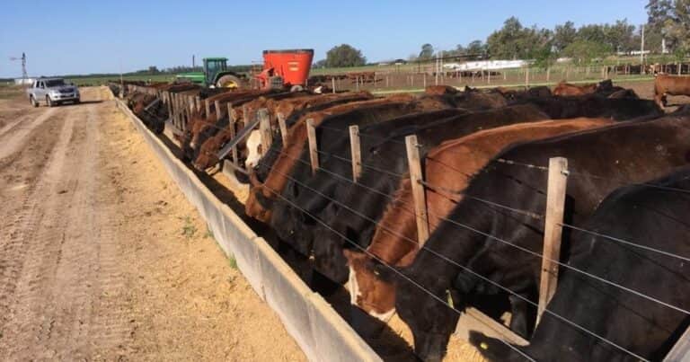 Un indicador que preocupa a la ganadería: el peso medio por animal faenado está lejos de los países de la región y aún más lejos de Estados Unidos y de Australia