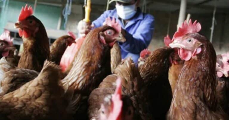 Suspenden las importaciones de pollo de Brasil tras un brote de gripe aviar